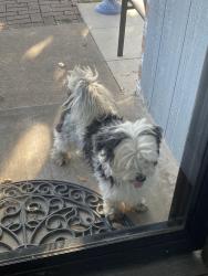 Found/Stray Male Dog last seen Abbott Ave arlington Texas 76018, Arlington, TX 76018