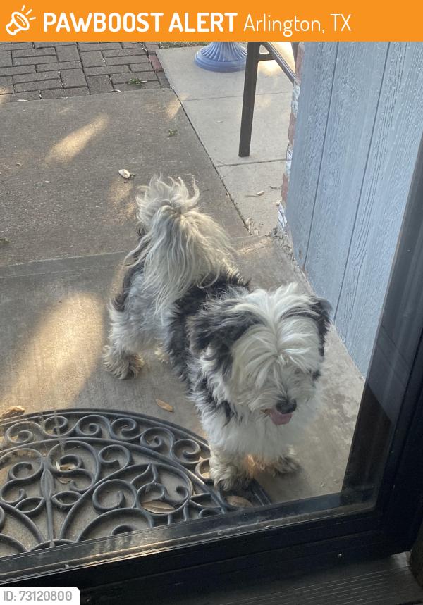 Found/Stray Male Dog last seen Abbott Ave arlington Texas 76018, Arlington, TX 76018