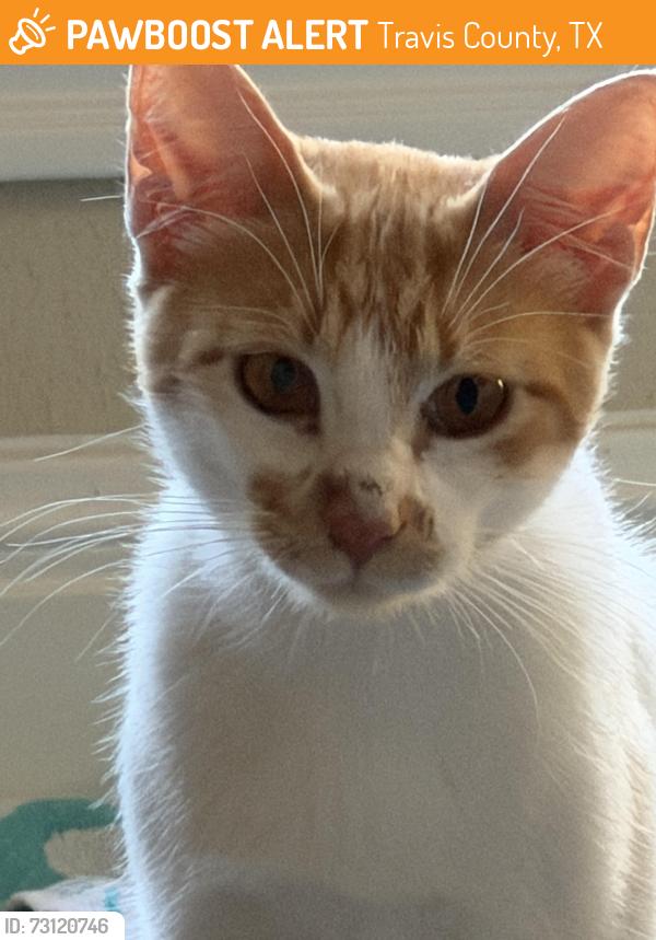 Found/Stray Male Cat last seen Lake Crest Dr, Travis County, TX 78613