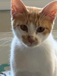 Found/Stray Male Cat last seen Lake Crest Dr, Travis County, TX 78613