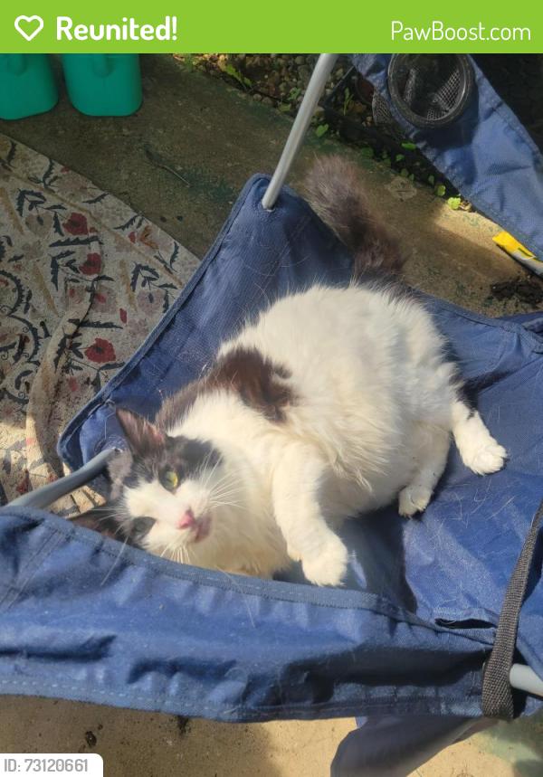 Reunited Male Cat last seen Lake St, Kent, OH 44240