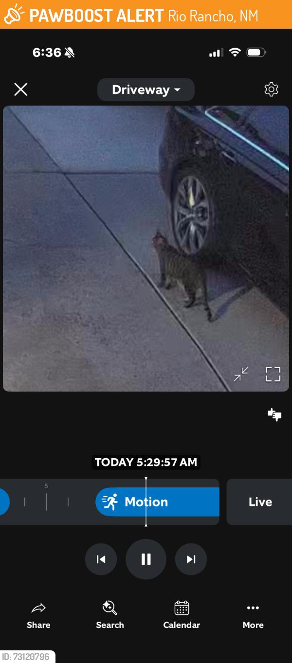 Found/Stray Unknown Cat last seen Arizona Sunset Road, Rio Rancho, NM 87124