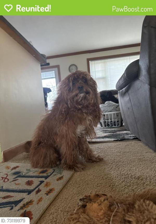 Reunited Male Dog last seen Burgoyne, Mountain View, CA 94043