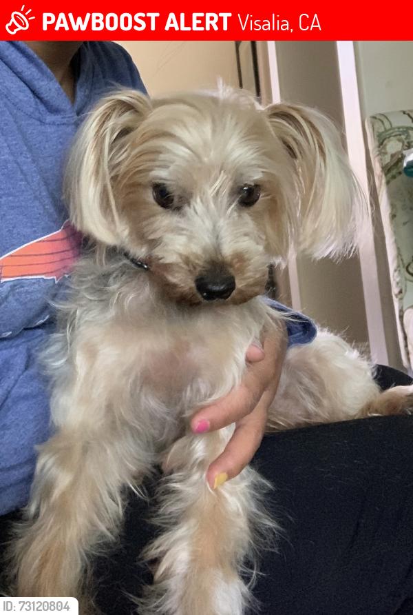 Lost Male Dog last seen Shirk and Riggin, Visalia, Visalia, CA 93291