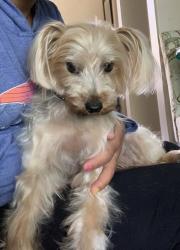 Lost Male Dog last seen Shirk and Riggin, Visalia, Visalia, CA 93291