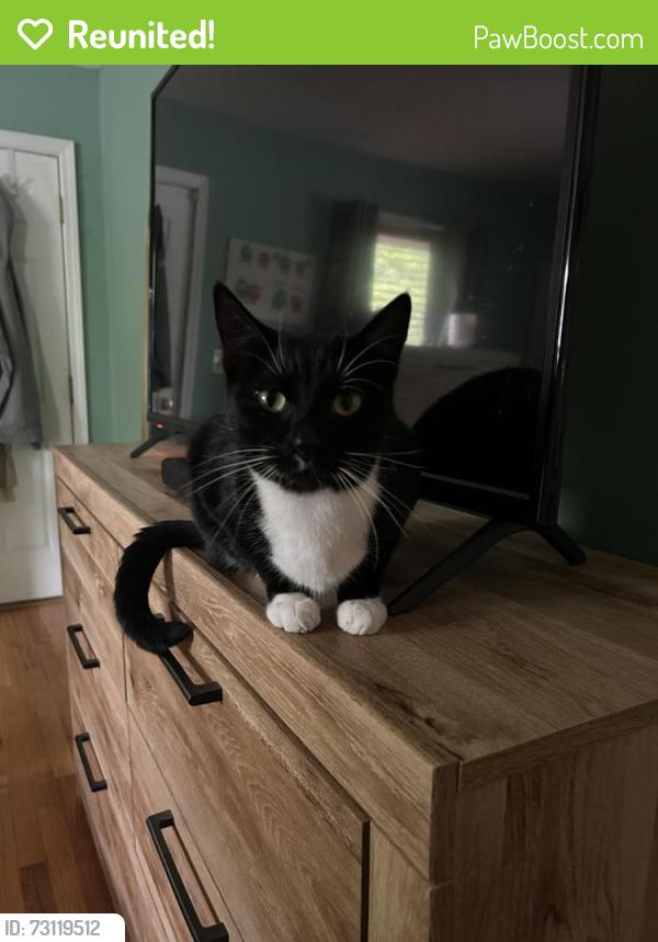 Reunited Male Cat last seen Houston Lake, Houston Lake, MO 64151