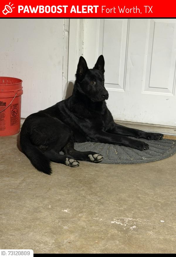 Lost Male Dog last seen Near north ridge rd, Fort Worth, TX 76135