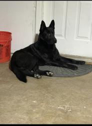 Lost Male Dog last seen Near north ridge rd, Fort Worth, TX 76135