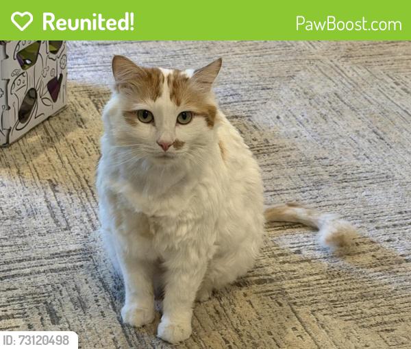 Reunited Male Cat last seen Near S 2000 E, Salt Lake City, UT 84108