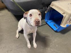 Shelter Stray Female Dog last seen Near BLOCK MANOR ST, BAKERSFIELD CA 93308, 3951 Fruitvale Ave, Bakersfield, CA 93308, USA