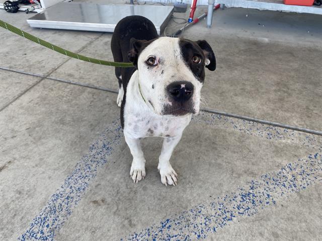 Shelter Stray Female Dog last seen Near BLOCK ROSEDALE HWY, BAKERSFIELD CA 93308, 3951 Fruitvale Ave, Bakersfield, CA 93308, USA