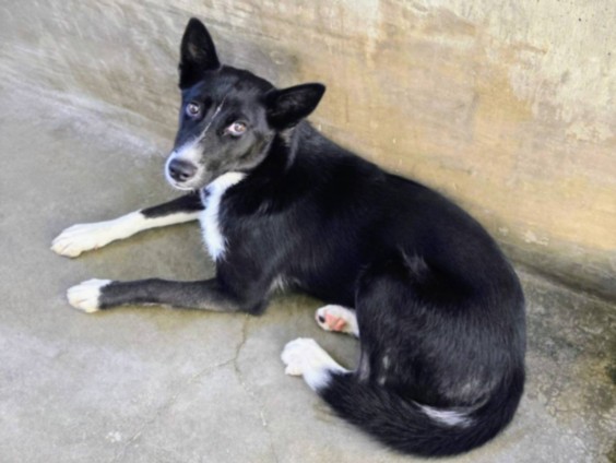 Shelter Stray Female Dog last seen , 14409 Vanowen St, Van Nuys, CA 91405, USA