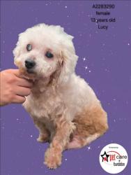 Shelter Stray Female Dog last seen , 3201 Lacy St, Los Angeles, CA 90031, USA