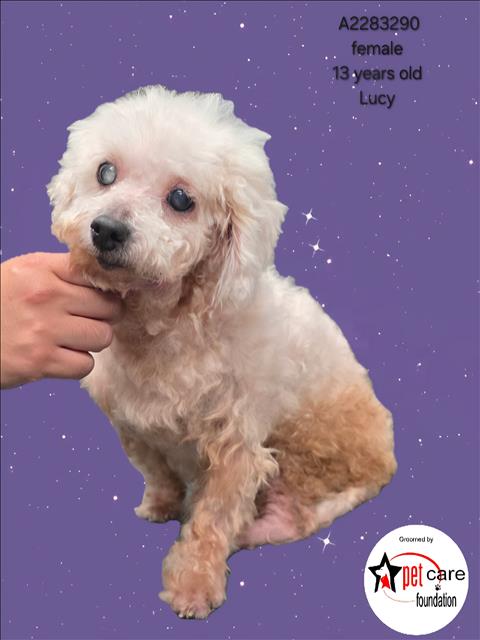 Shelter Stray Female Dog last seen , 3201 Lacy St, Los Angeles, CA 90031, USA