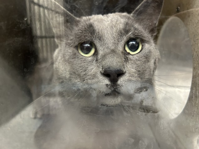 Shelter Stray Male Cat last seen , 3201 Lacy St, Los Angeles, CA 90031, USA
