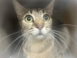 Shelter Stray Female Cat last seen , 3201 Lacy St, Los Angeles, CA 90031, USA