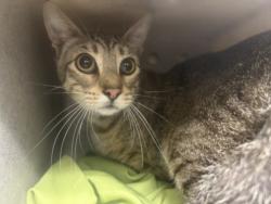 Shelter Stray Male Cat last seen , 3201 Lacy St, Los Angeles, CA 90031, USA