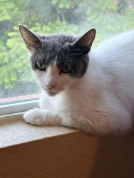 Reunited Female Cat last seen Silver sage, Chula Vista, CA 91915