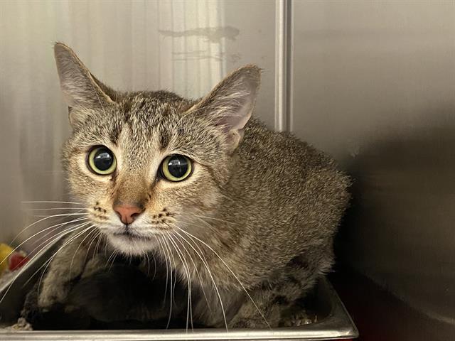 Shelter Stray Female Cat last seen Near BLOCK S 28TH ST, 3839 W Burnham St, West Milwaukee, WI 53215, USA