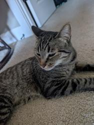 Reunited Male Cat last seen Portsmouth and Druid ave, Portland, OR 97203