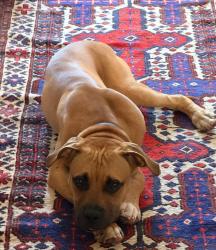 Found/Stray Male Dog last seen 18th St NE, Washington, DC 20002