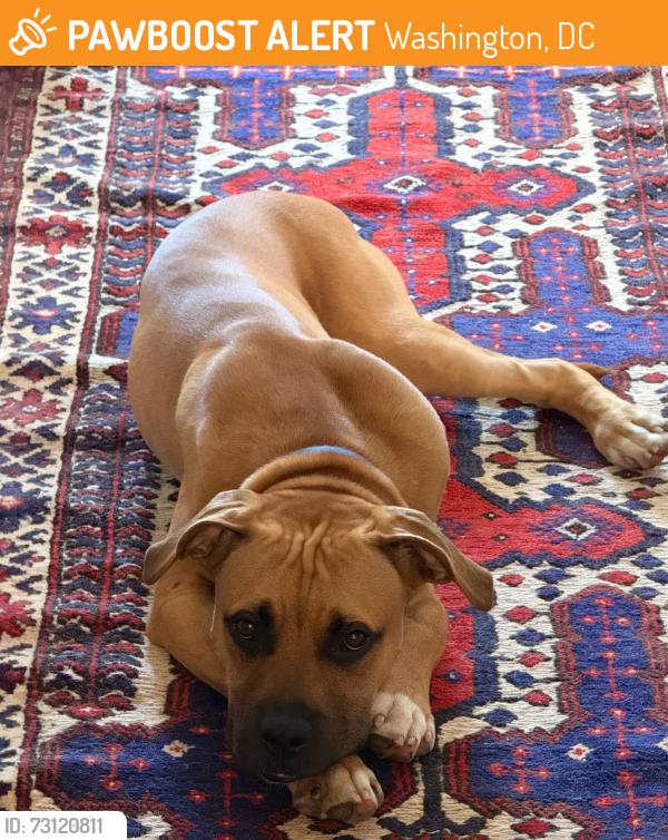 Found/Stray Male Dog last seen 18th St NE, Washington, DC 20002