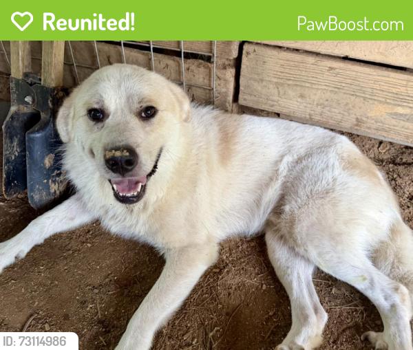 Reunited Male Dog last seen Harrisville, MS, Harrisville, MS 39044