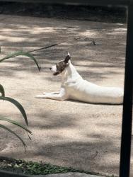 Reunited Male Dog last seen Champioforesr and springcypress, Spring, TX 77379