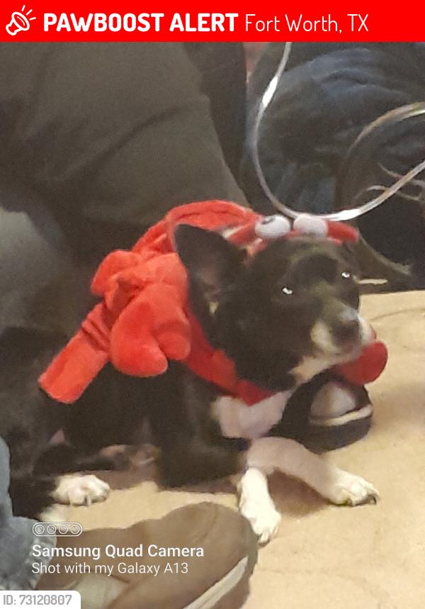 Lost Male Dog last seen Haltom Rd and Coffee Dr, Fort Worth, TX 76117