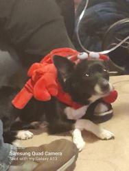 Lost Male Dog last seen Haltom Rd and Coffee Dr, Fort Worth, TX 76117