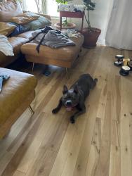 Lost Female Dog last seen Bondstone & waterview, Dallas, TX 75218