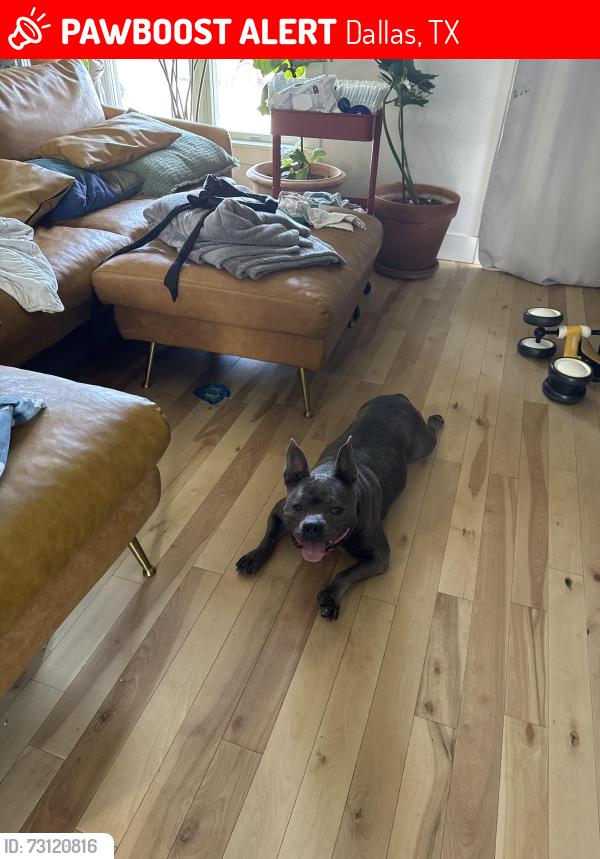 Lost Female Dog last seen Bondstone & waterview, Dallas, TX 75218