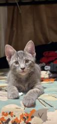Reunited Male Cat last seen Walton Ave, Fordham Road, The Bronx, NY 10452