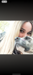 Lost Female Dog last seen High street Leesburg, FL, Leesburg, FL 34748