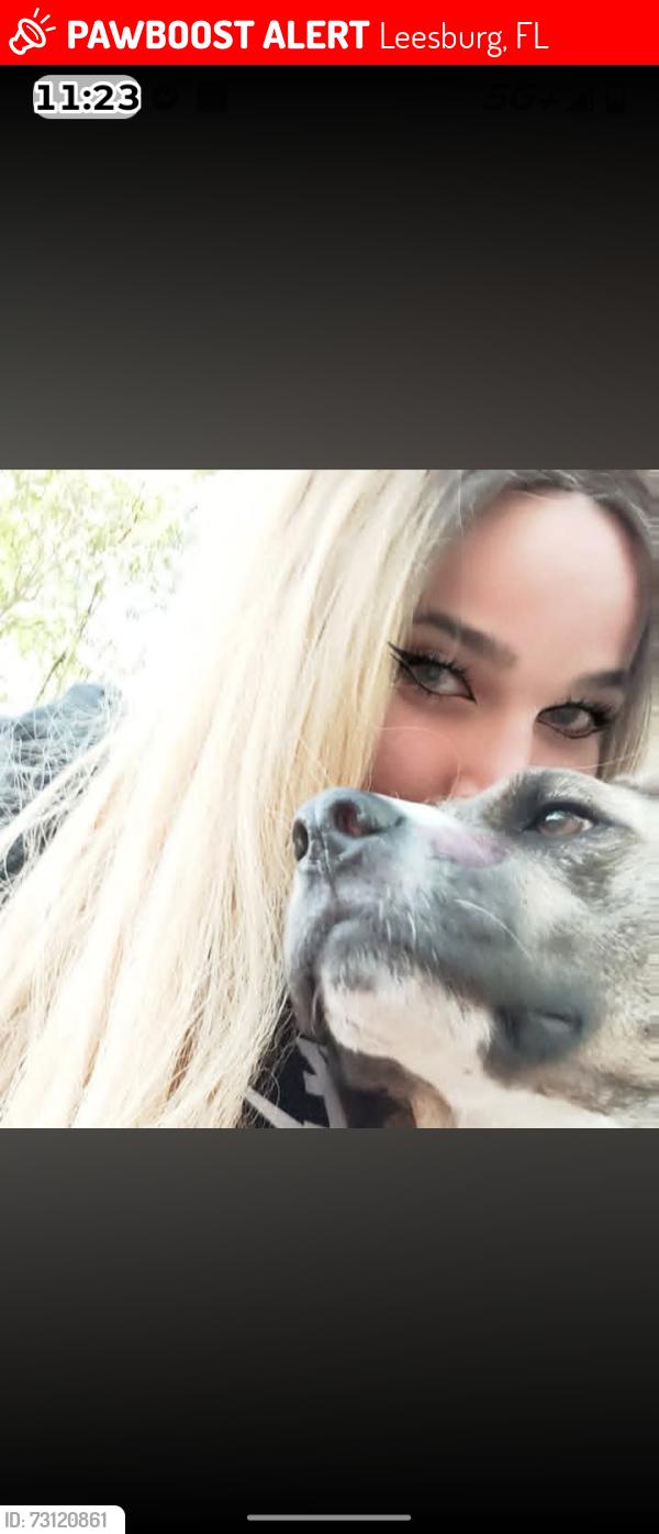 Lost Female Dog last seen High street Leesburg, FL, Leesburg, FL 34748