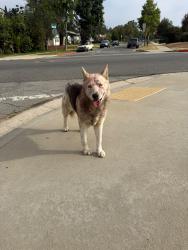 Found/Stray Unknown Dog last seen Poplar Blvd, Alhambra, CA 91803