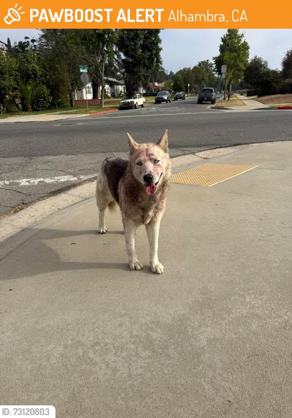 Found/Stray Unknown Dog last seen Poplar Blvd, Alhambra, CA 91803