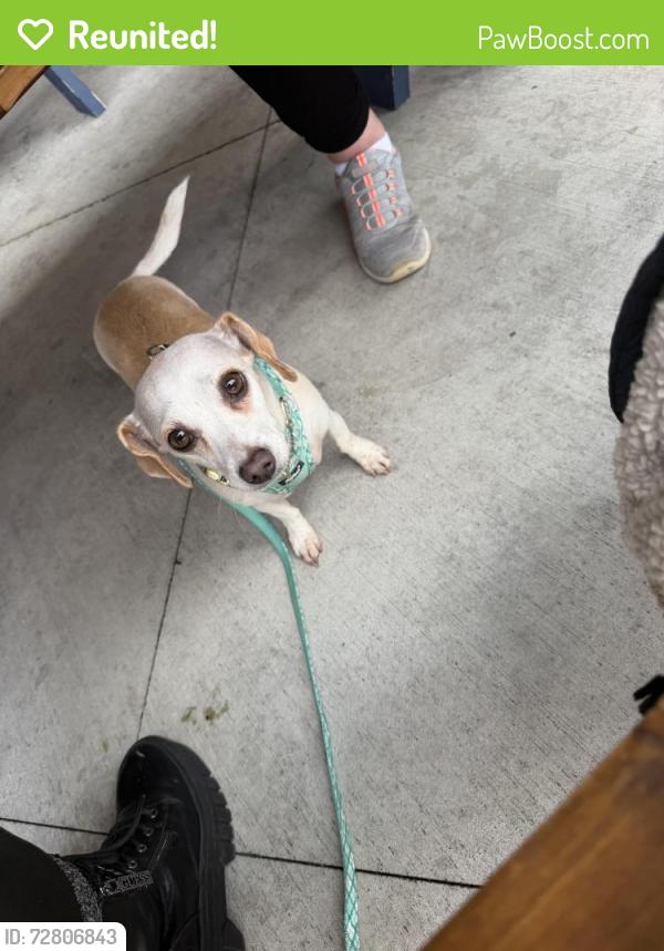 Reunited Female Dog last seen Ramona Inglewood, Hawthorne, CA 90250