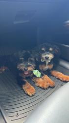 Reunited Male Dog last seen Near phinizy st, Grovetown, GA 30813