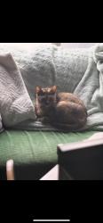 Lost Female Cat last seen blanco road, San Antonio, TX 78201