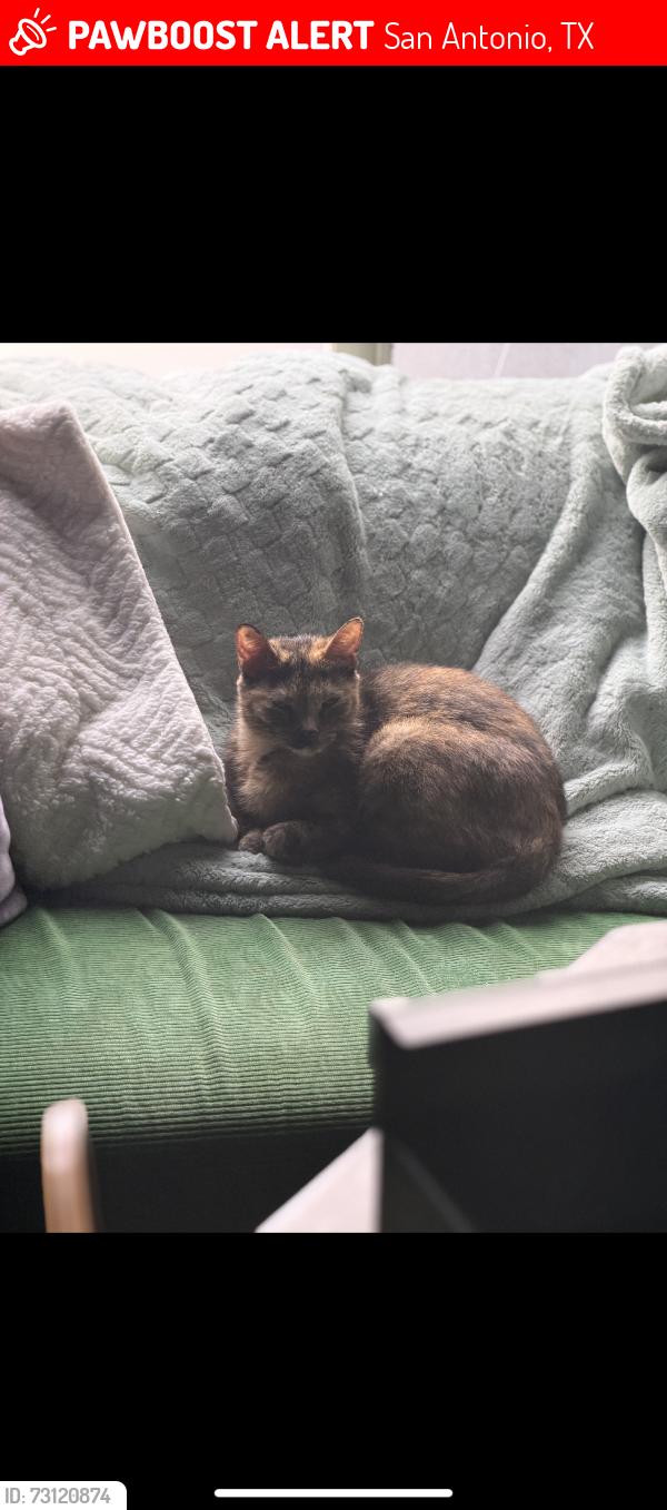 Lost Female Cat last seen blanco road, San Antonio, TX 78201