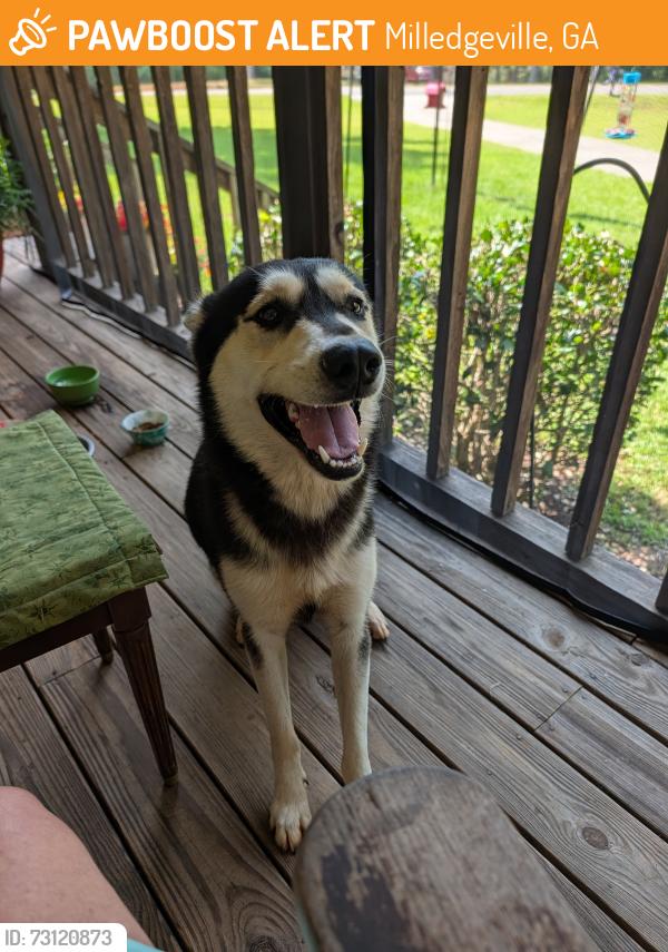 Found/Stray Male Dog last seen Cox Road, NW, Milledgeville Georgia, Milledgeville, GA 31061