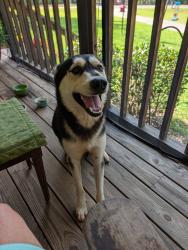 Found/Stray Male Dog last seen Cox Road, NW, Milledgeville Georgia, Milledgeville, GA 31061