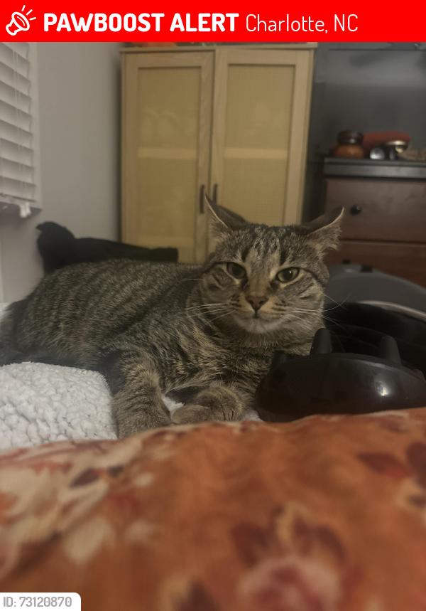 Lost Female Cat last seen Walmart Neighborhood Market, Charlotte, NC 28262