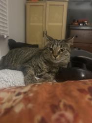 Lost Female Cat last seen Walmart Neighborhood Market, Charlotte, NC 28262