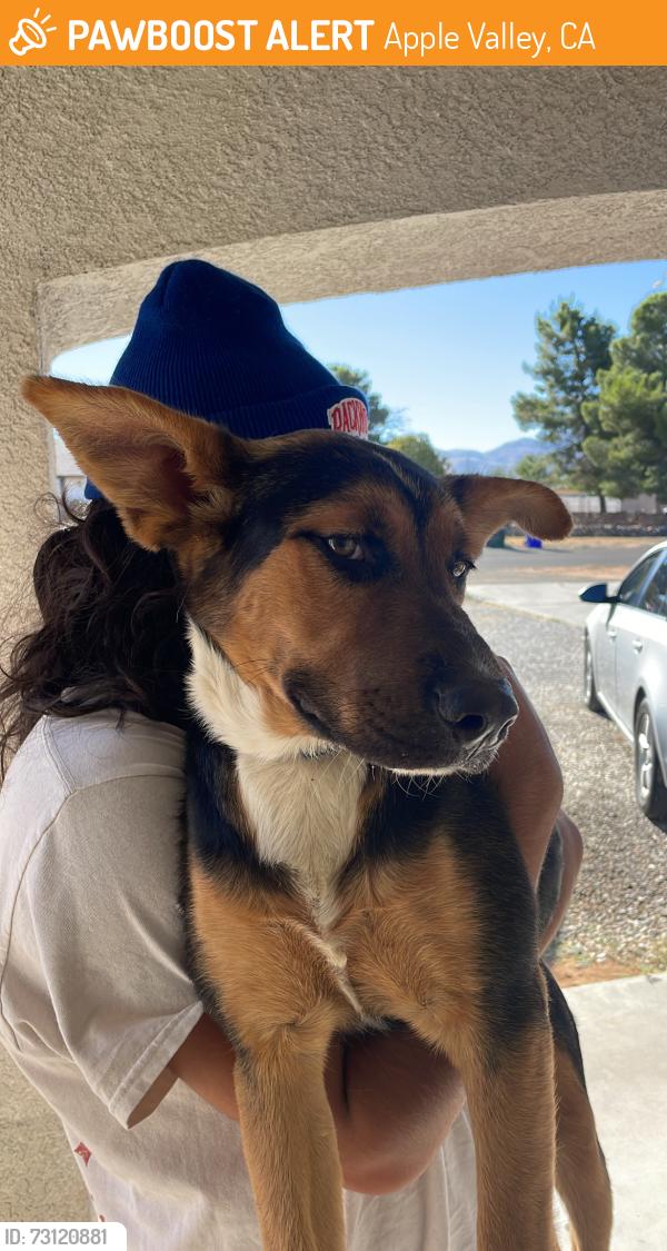 Found/Stray Female Dog last seen Sycamore rocks Elementary/park, Apple Valley, CA 92308