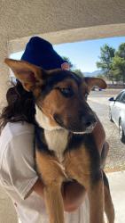 Found/Stray Female Dog last seen Sycamore rocks Elementary/park, Apple Valley, CA 92308