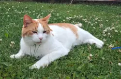 Reunited Male Cat last seen Leek Road, Grin Low, Macclesfield Old Road, Burbage, Derbyshire, England SK17 6WF