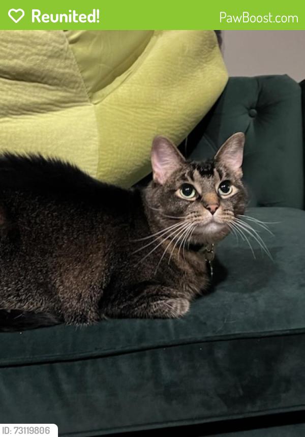 Reunited Male Cat last seen Near Frogmore Street, Carmel, IN 46032