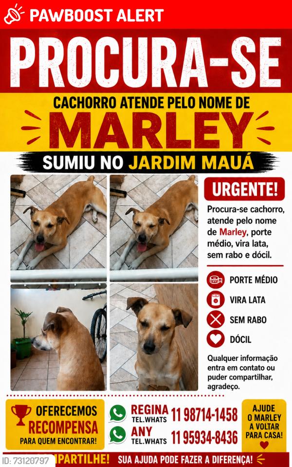 Lost Male Dog last seen UPA barão de Mauá, RP12 (Regiões de Planejamento), SP 